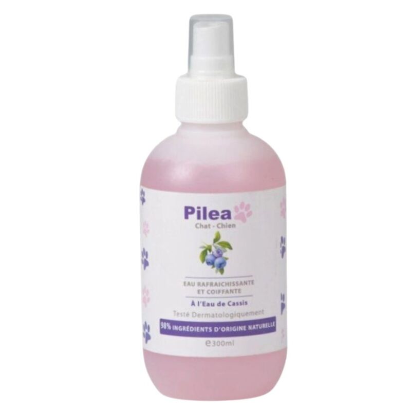 PILEA - EAU COIFFANTE ET REFRAICHISSANTE